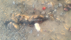  صور: البحر يقذف جثة دولفين على شاطئ العجمي بمدينة يافا 